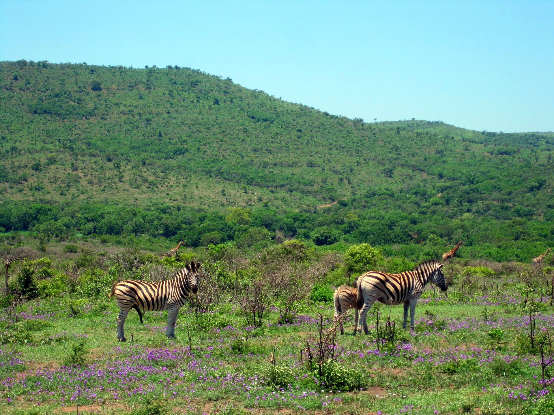 animal game zebra free photo