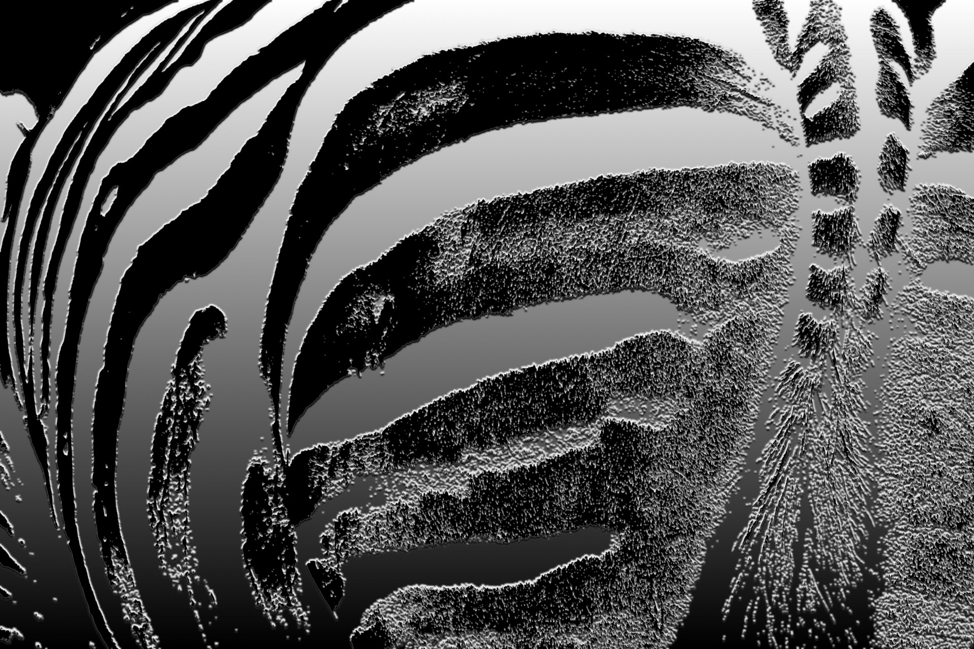 zebra striped black free photo