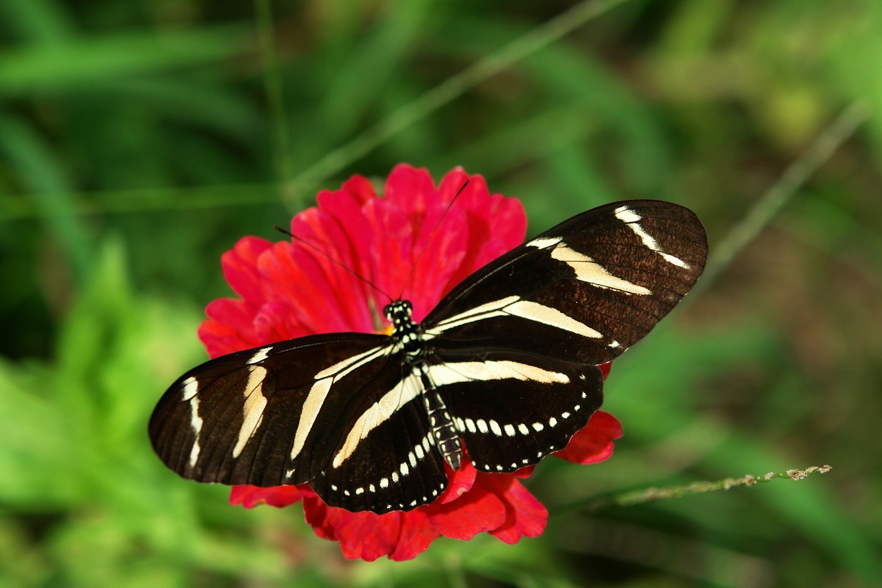 zebra longwing butterfly florida butterfly free photo