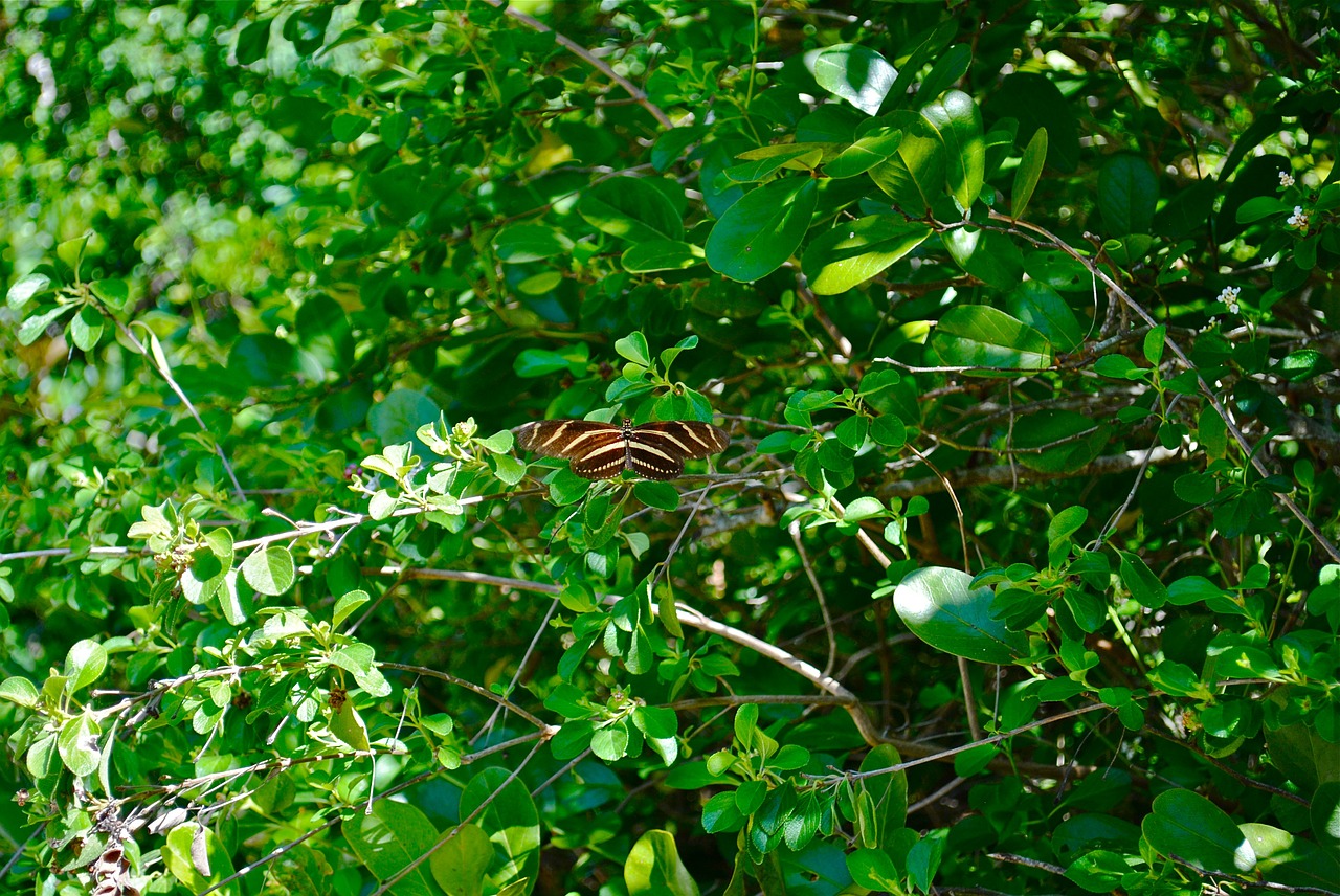 zebra longwing butterfly marathon florida keys free photo