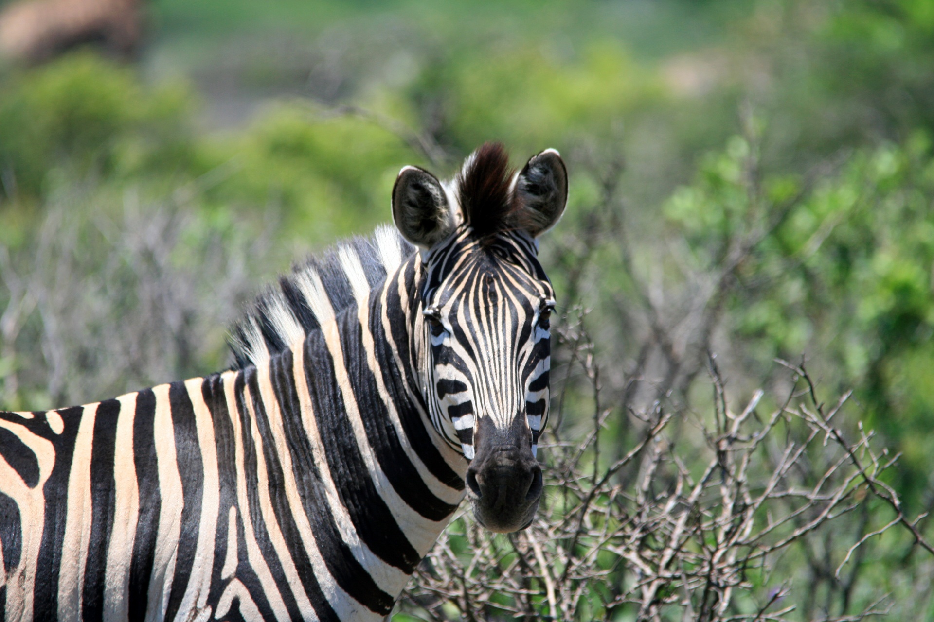 animal zebra looking free photo