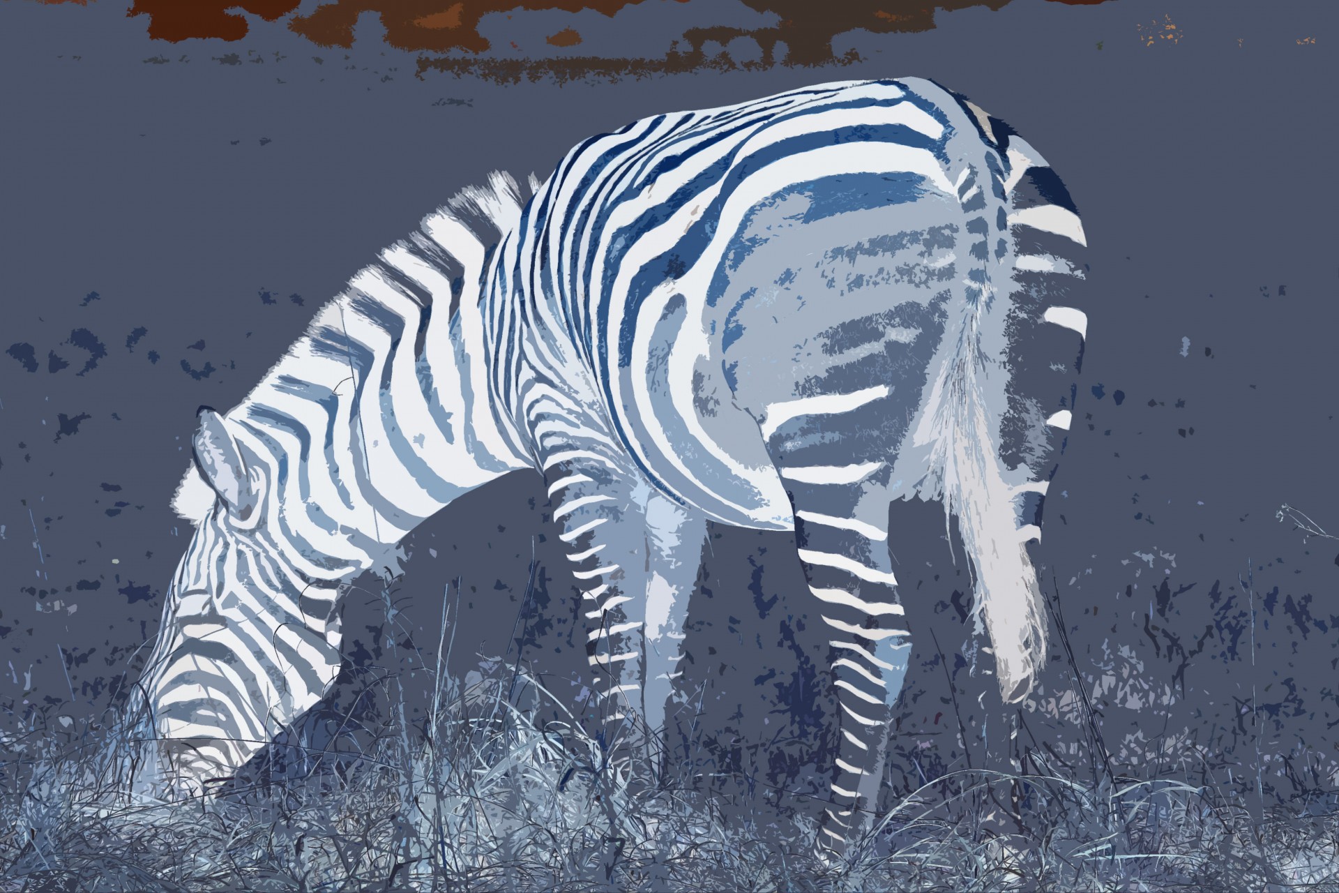 zebra animal invert free photo