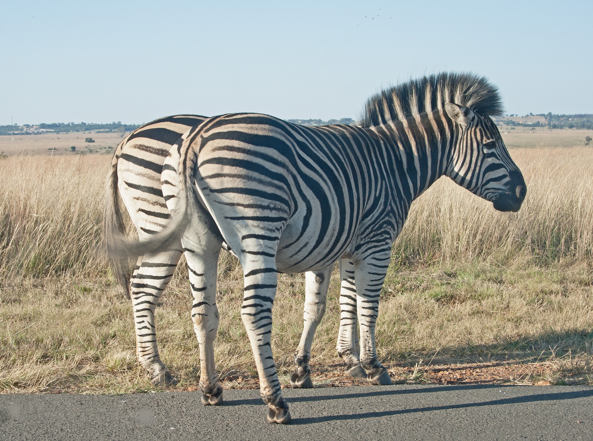 animals game zebra free photo