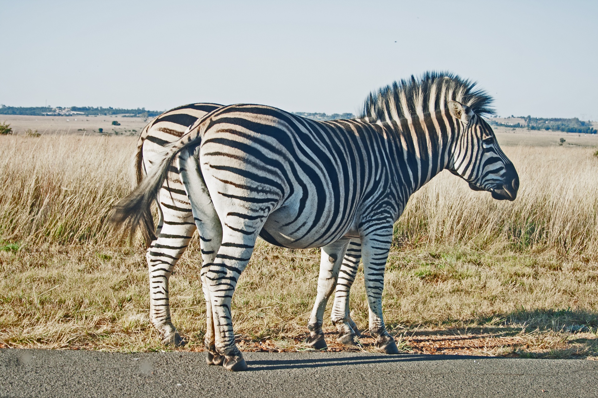 zebra game animals free photo