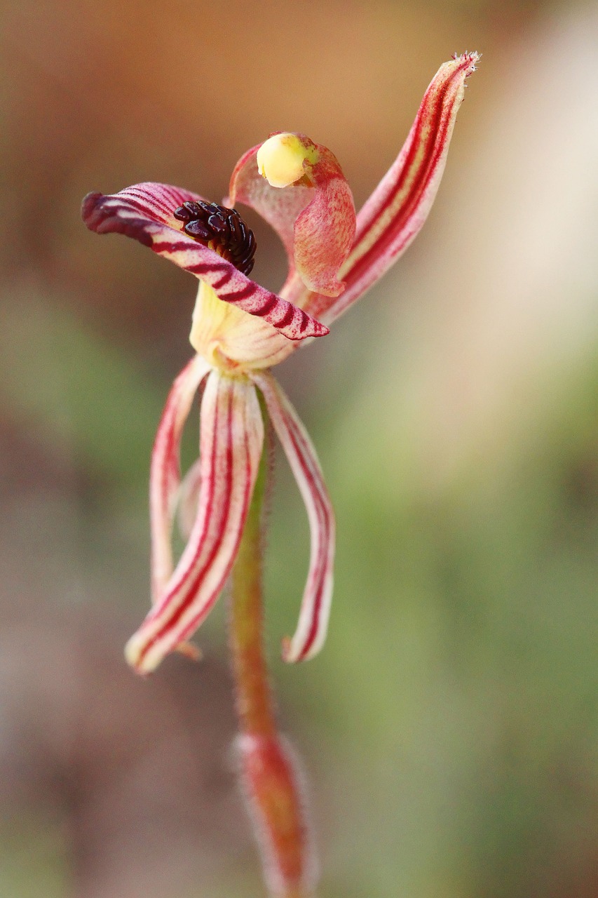 zebra orchid  orchids  wildflowers free photo