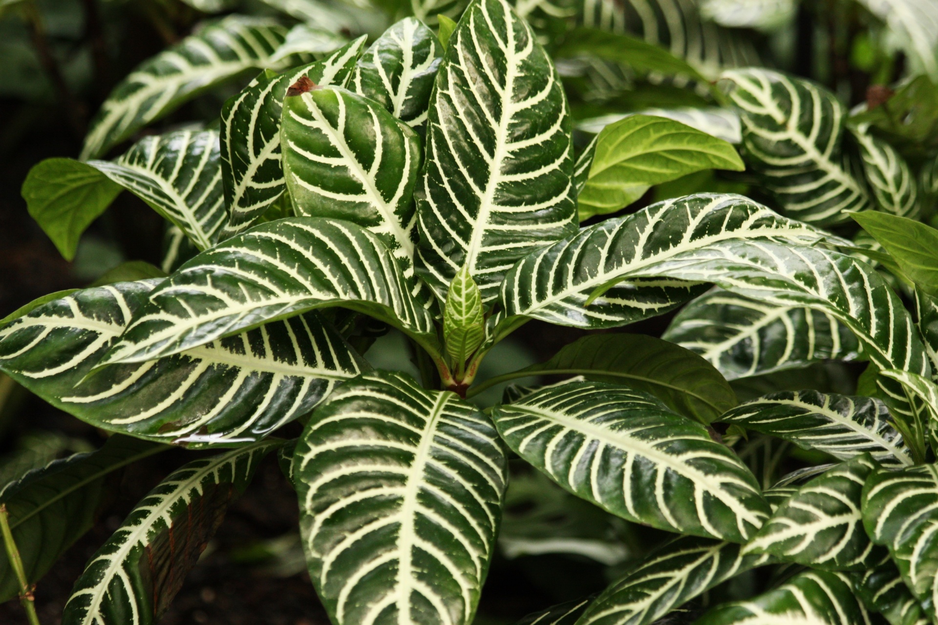 nature plants tropical free photo