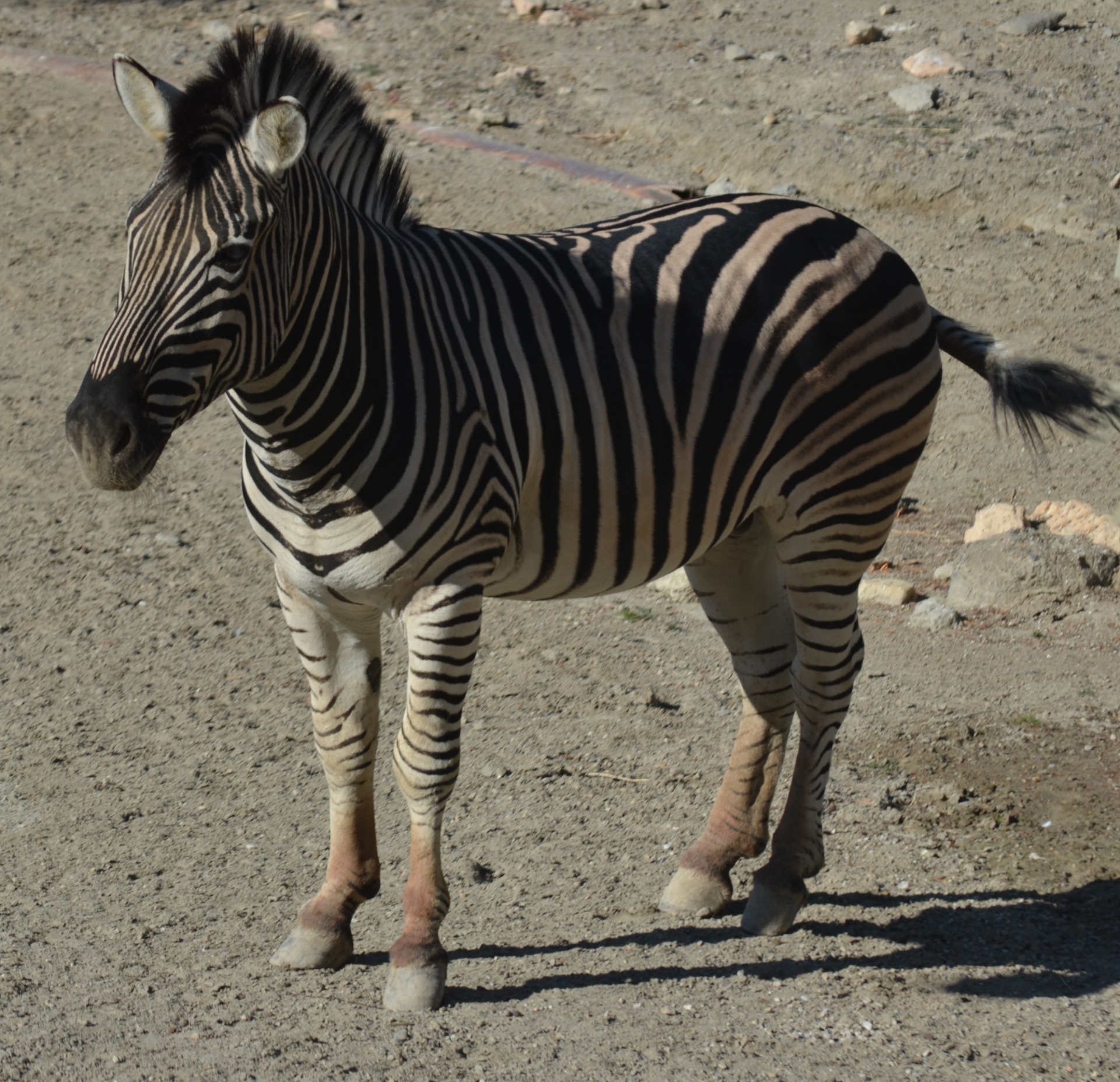 zebra animal wild free photo