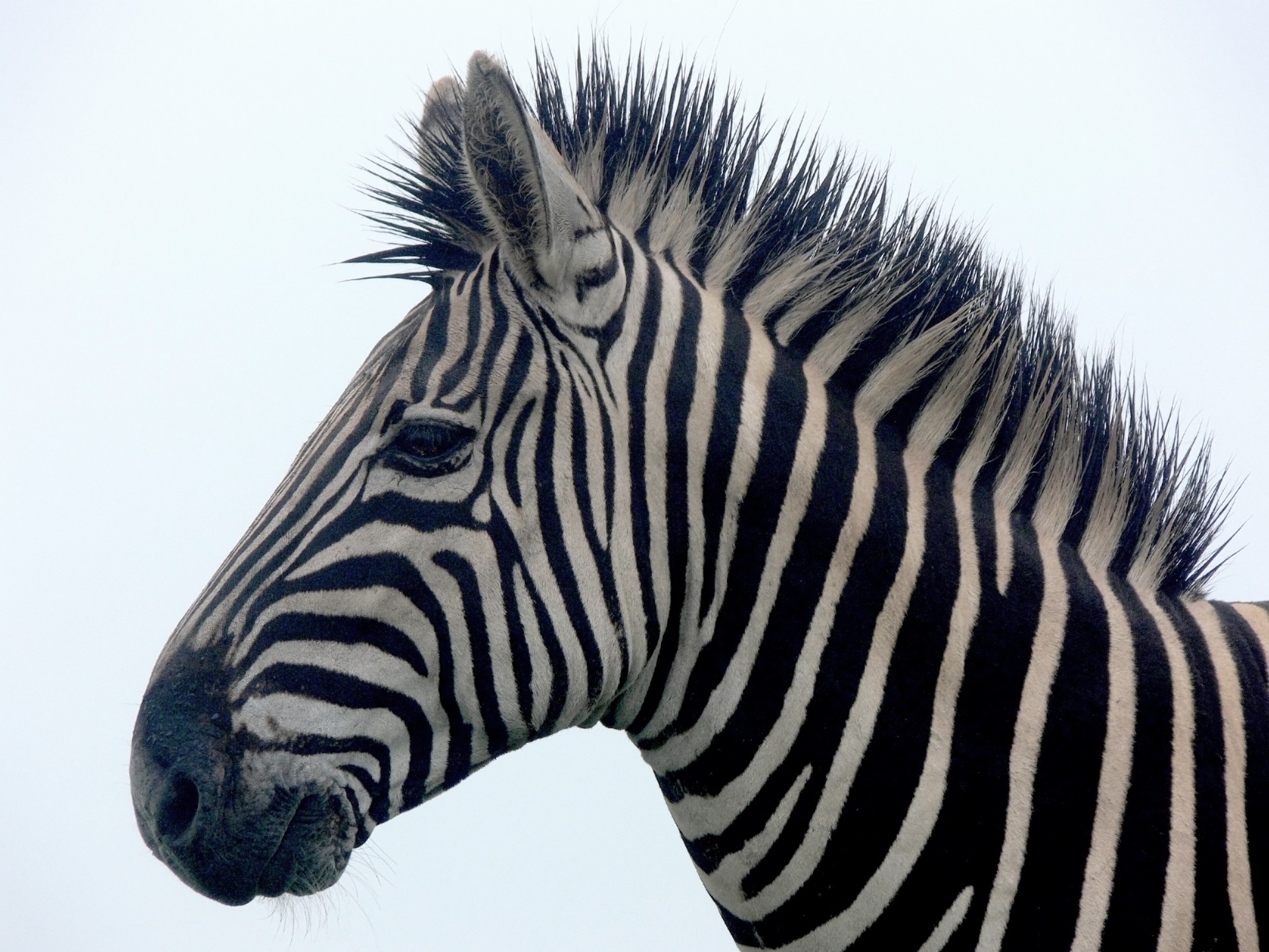 zebra stripes isolated free photo