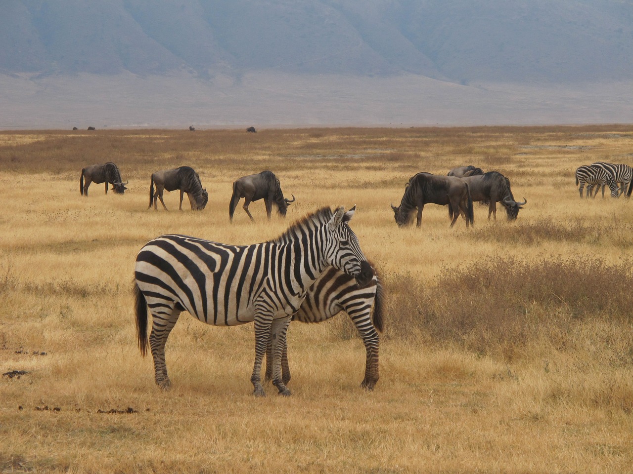 zebra safari ngorongoro nature free photo