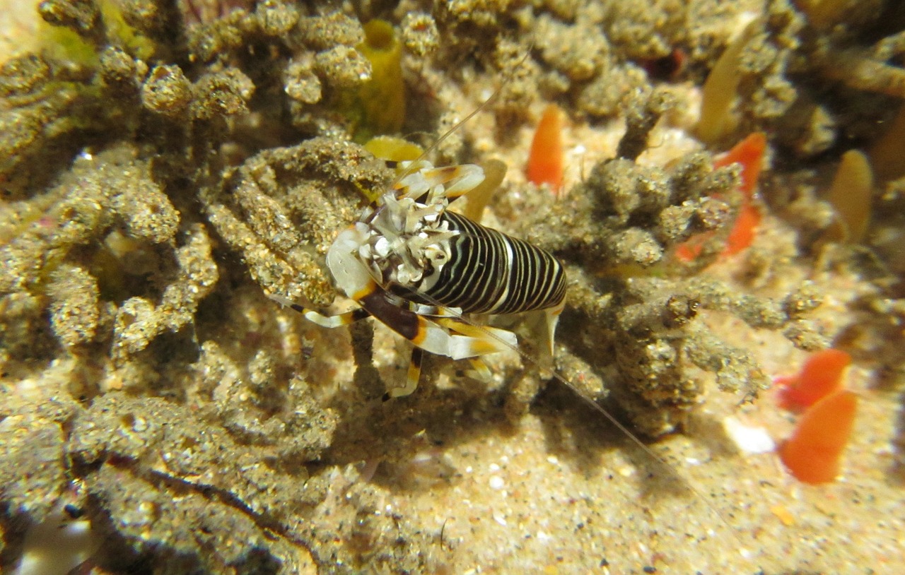 zebra shrimp shrimp sea life free photo