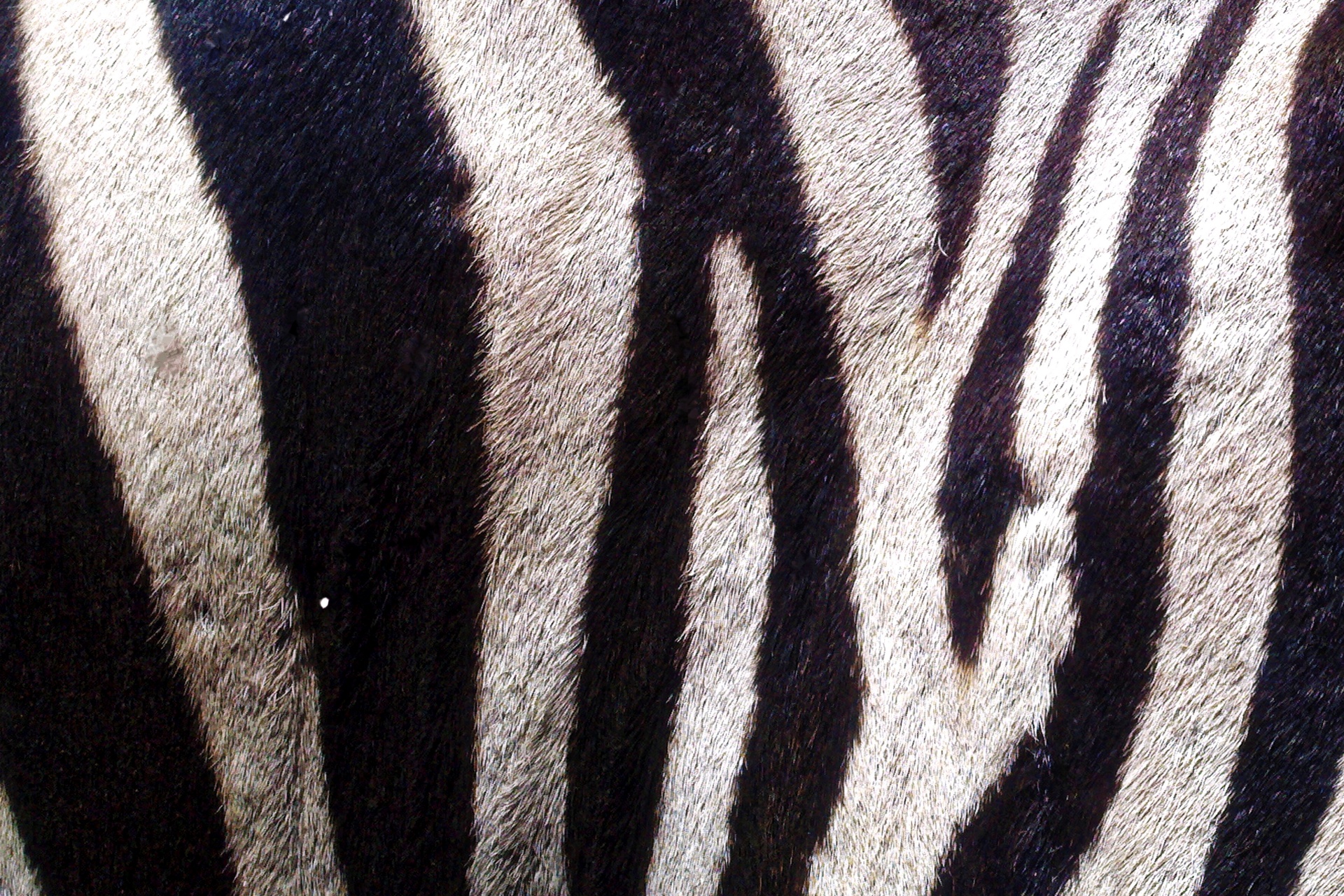 zebra skin fur free photo