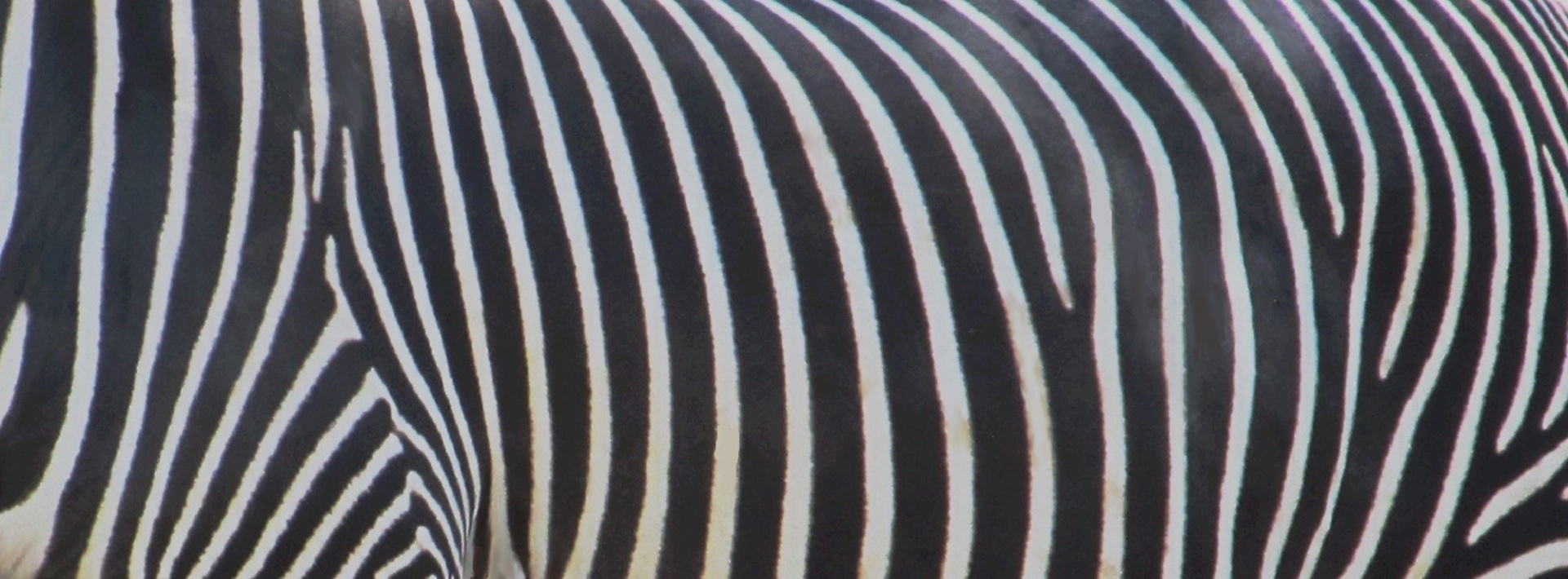 zebra abstract background free photo