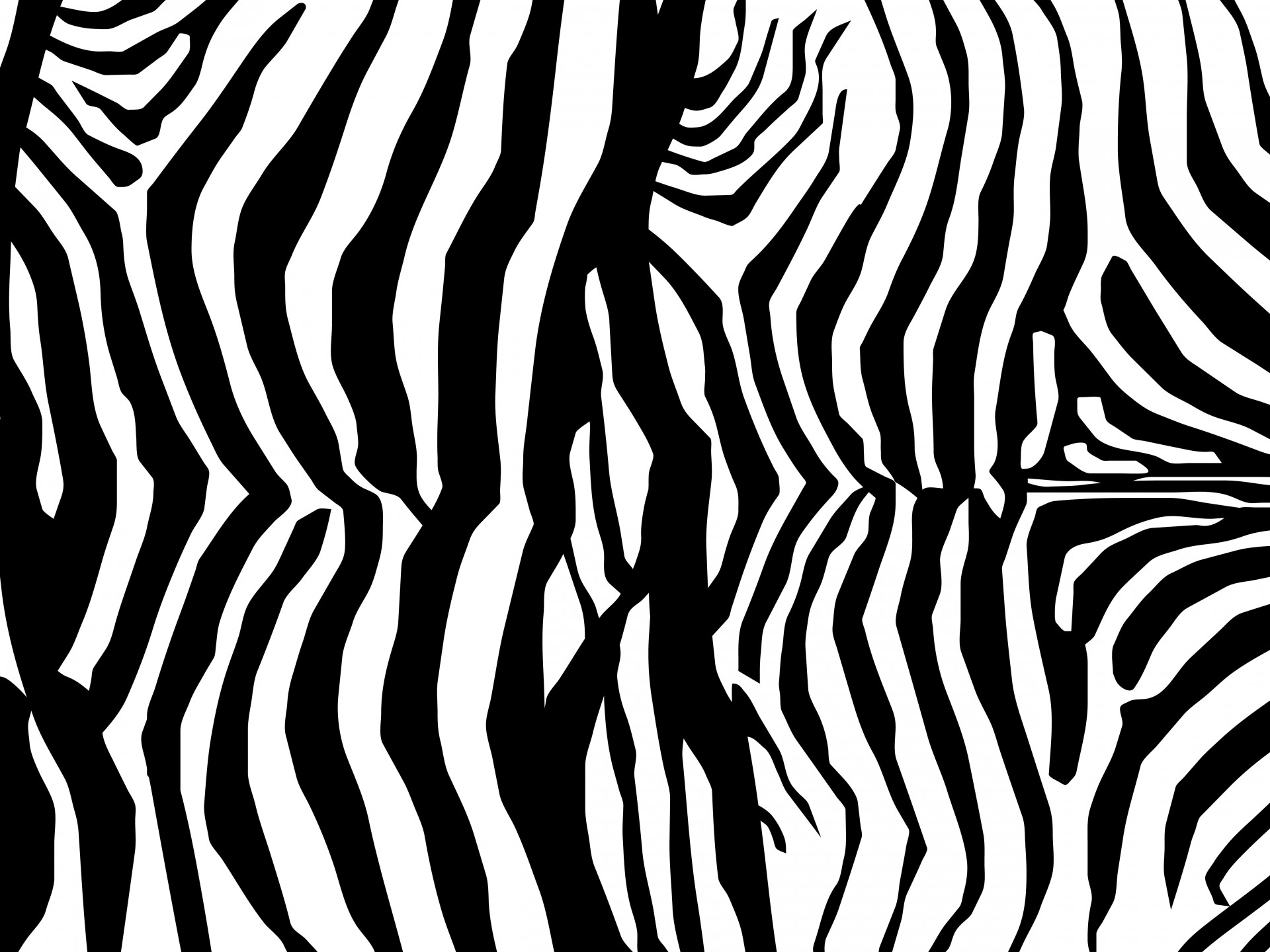 zebra skin zebra skin free photo