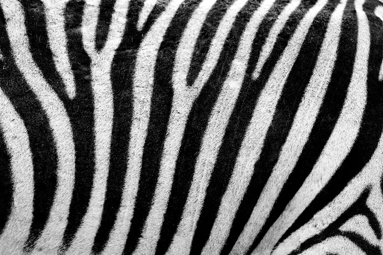 abstract africa animal free photo