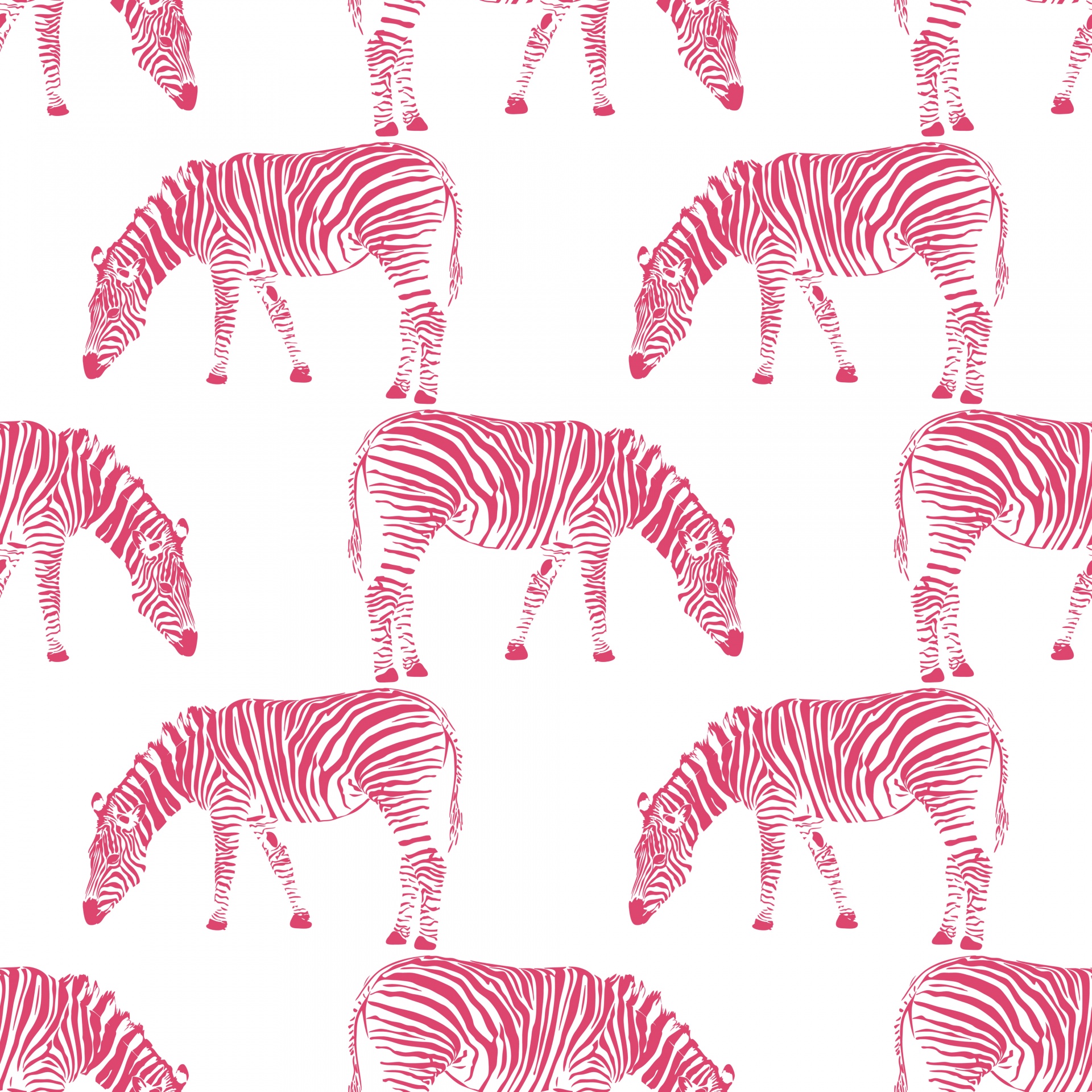 zebra zebras background free photo