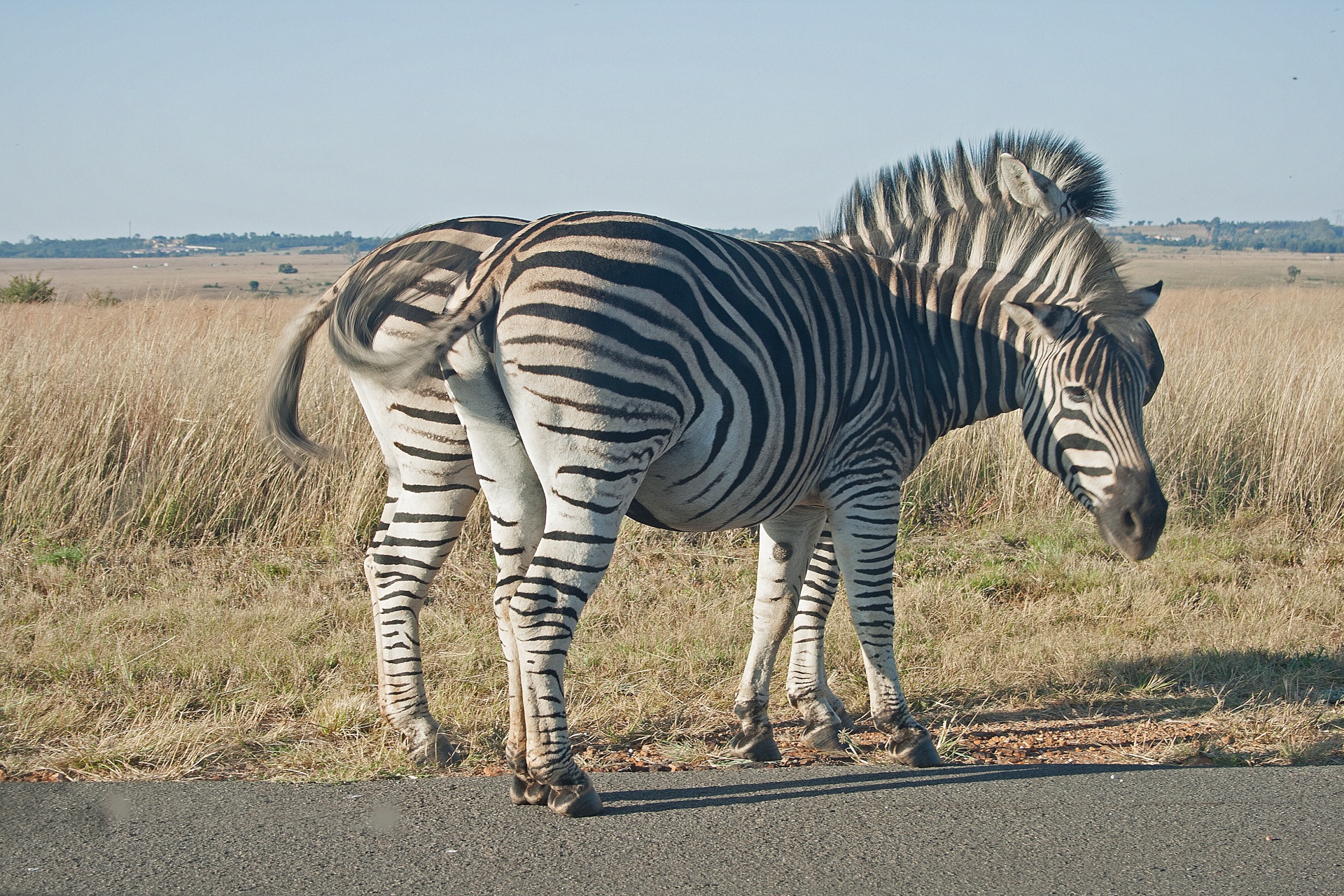 animals game zebra free photo
