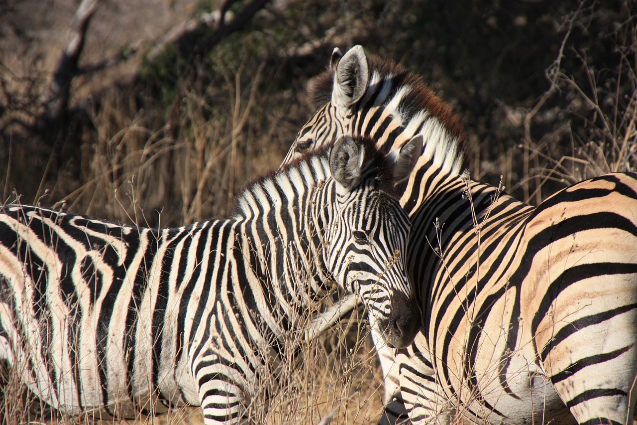 zebras africa wildlife free photo