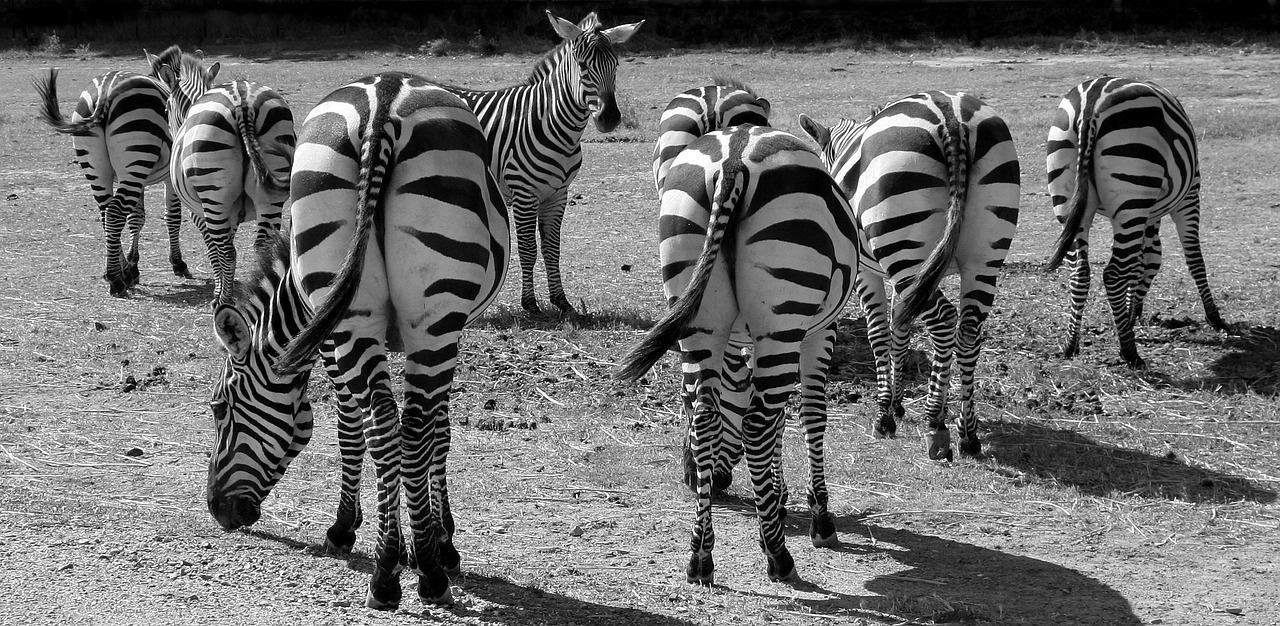 zebras black and white stripes free photo