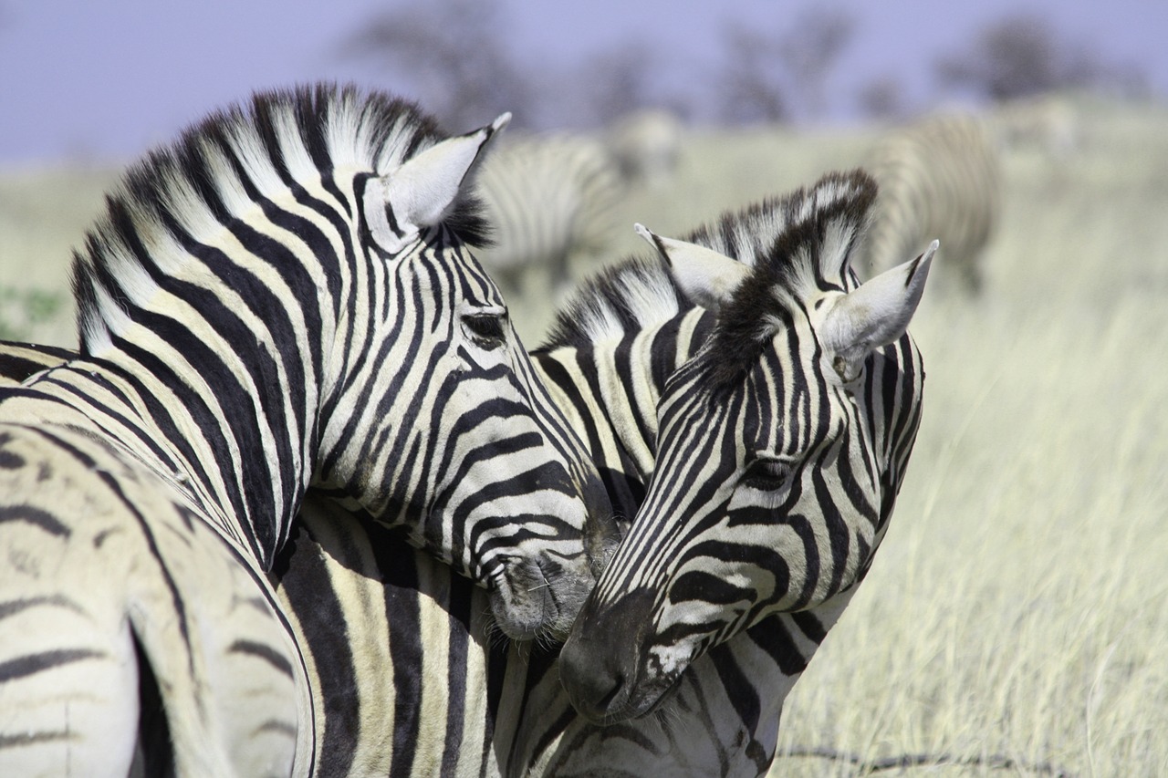 zebras africa zebra crossing free photo