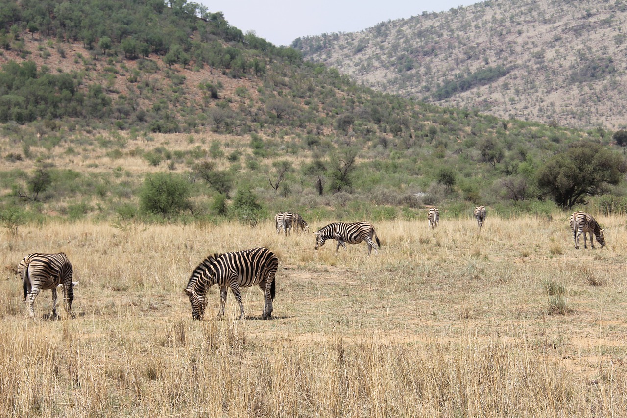 zebras exciting adventure free photo