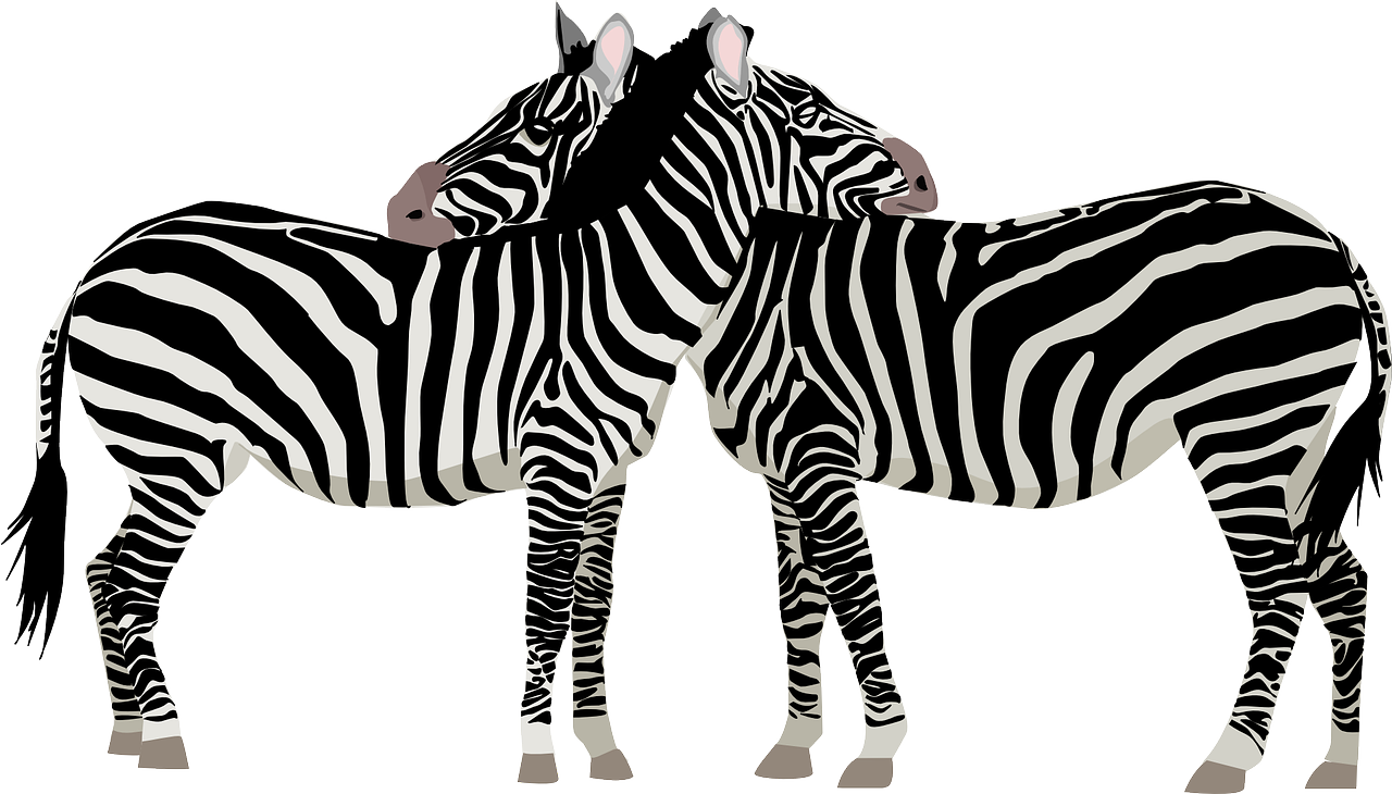 zebras africa safari free photo