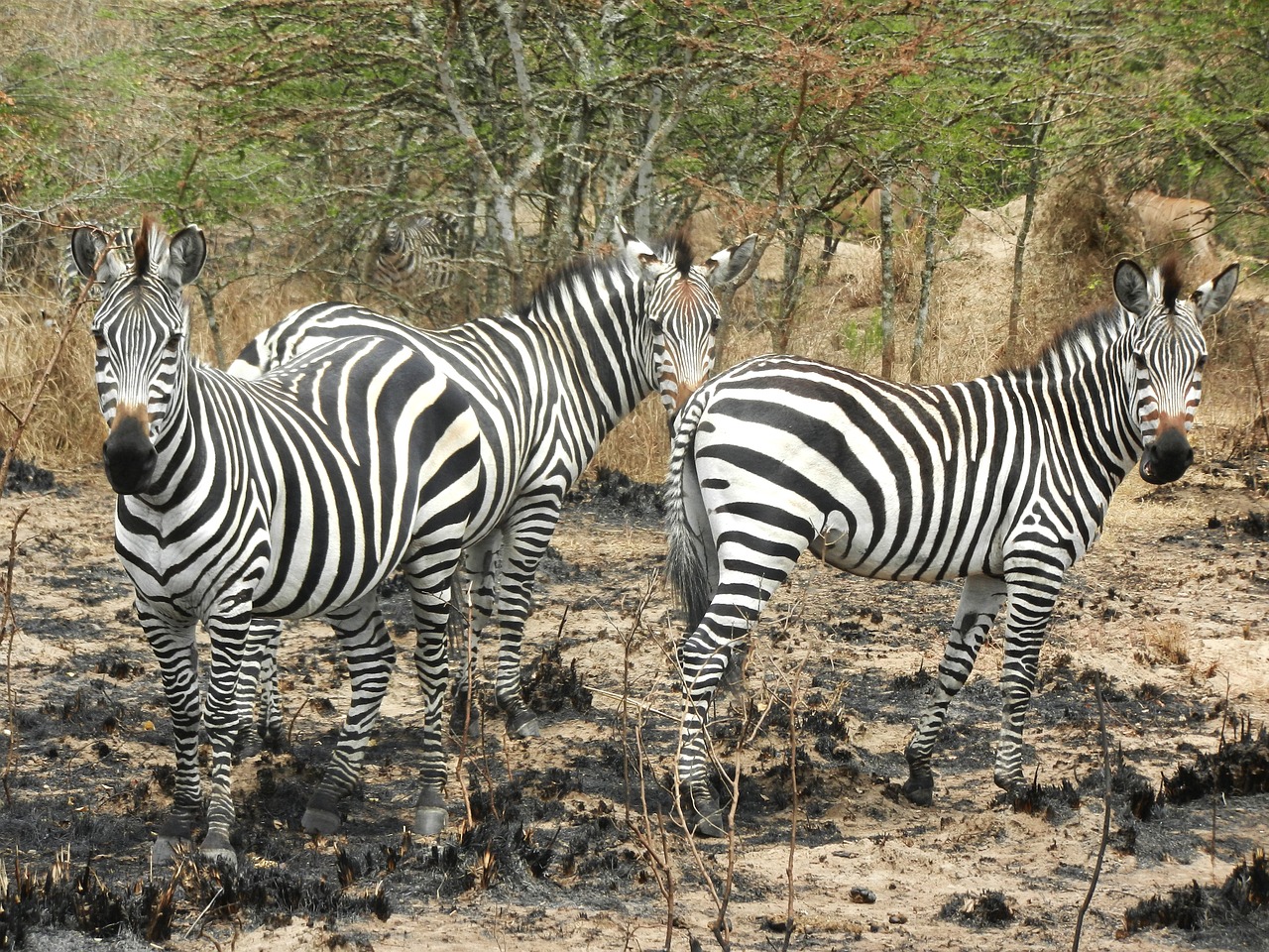 zebras flock curious free photo