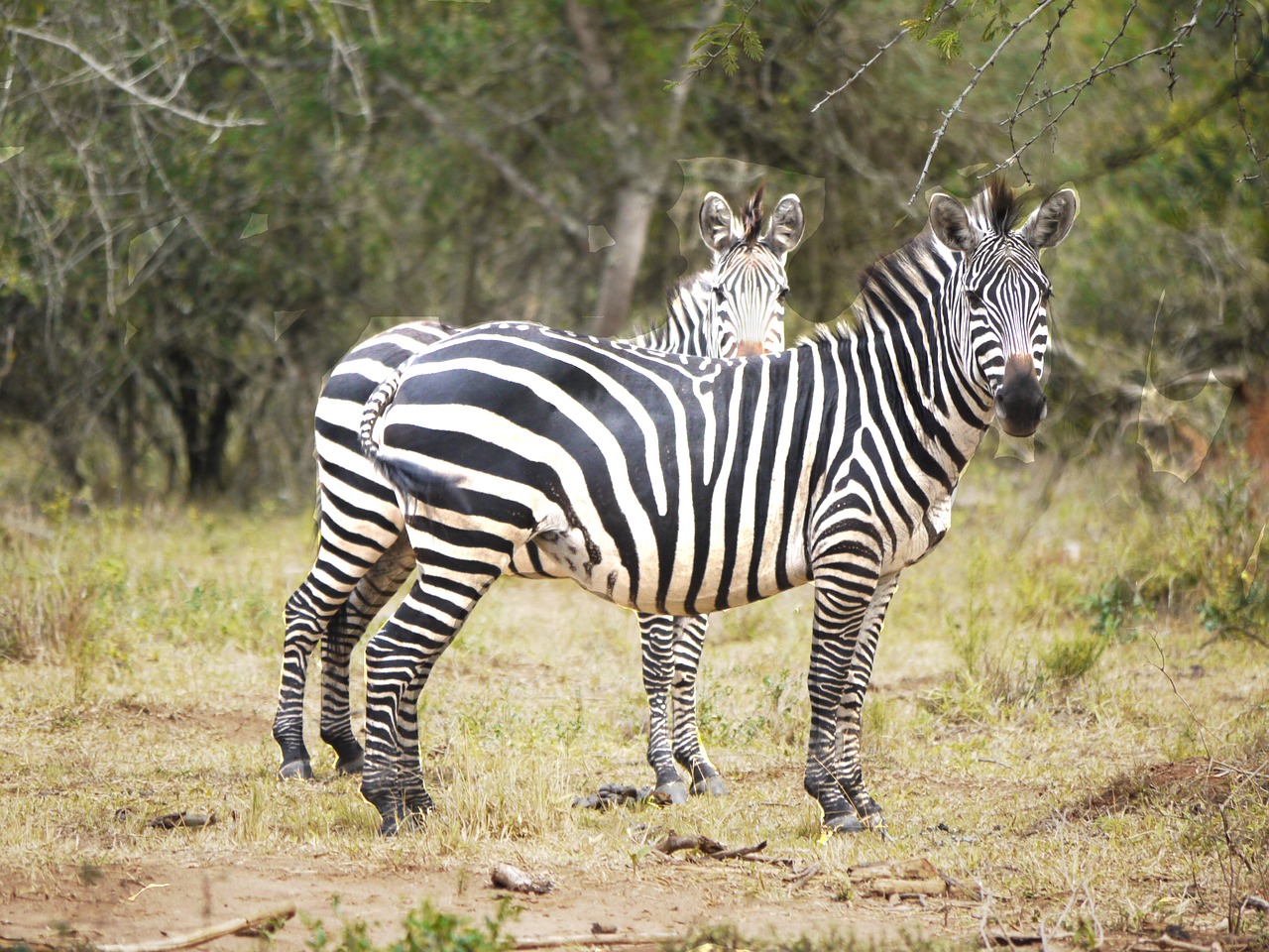 zebras flock pair free photo