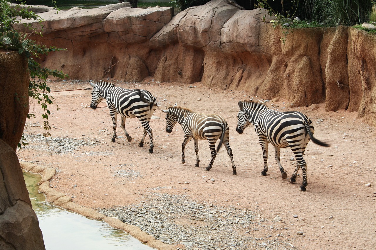 zebras zebra strips free photo