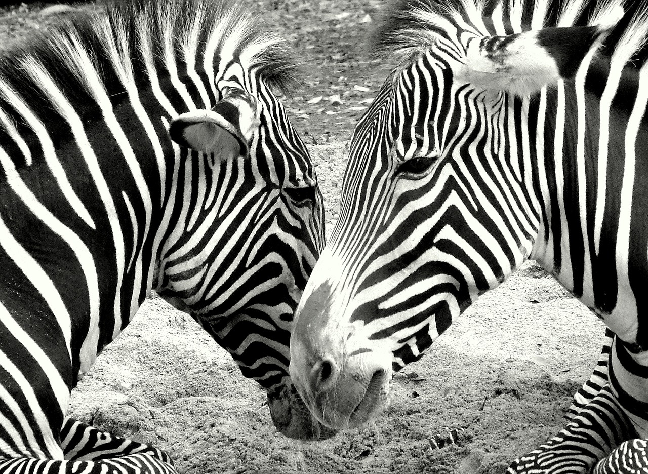zebras zoo black and white free photo