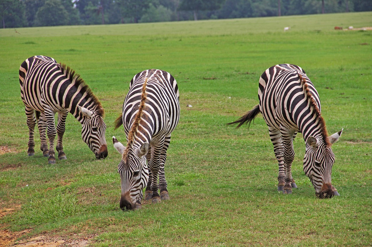 zebras striped stripes free photo