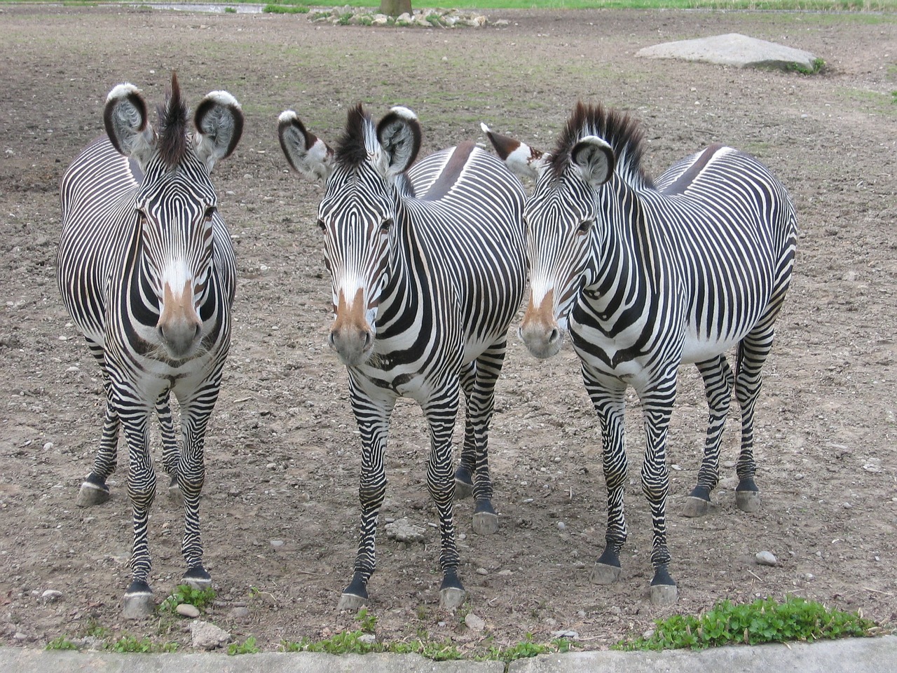 zebras zebra zoo free photo