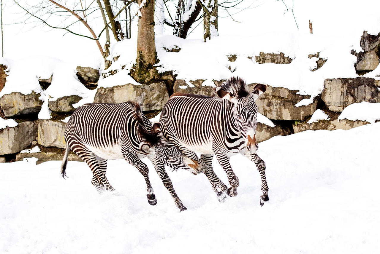 zebras play snow free photo