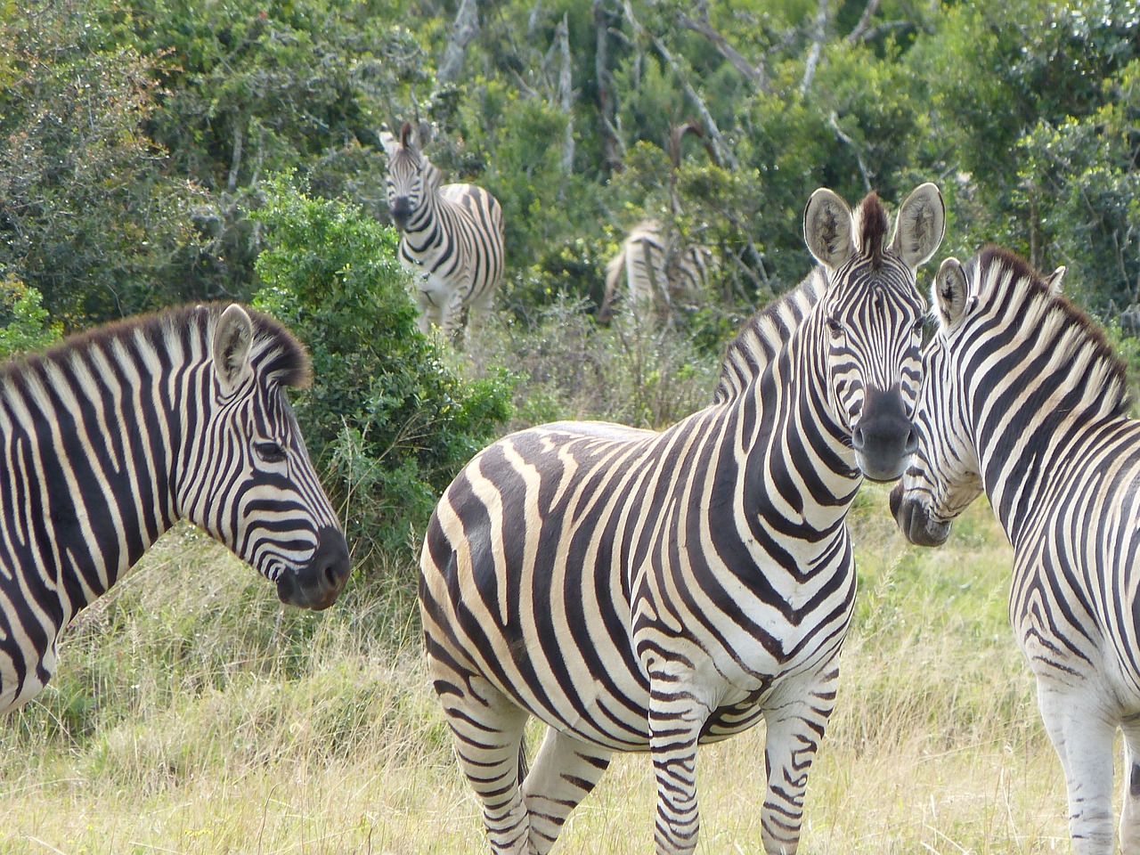 zebras safari kruger national park free photo