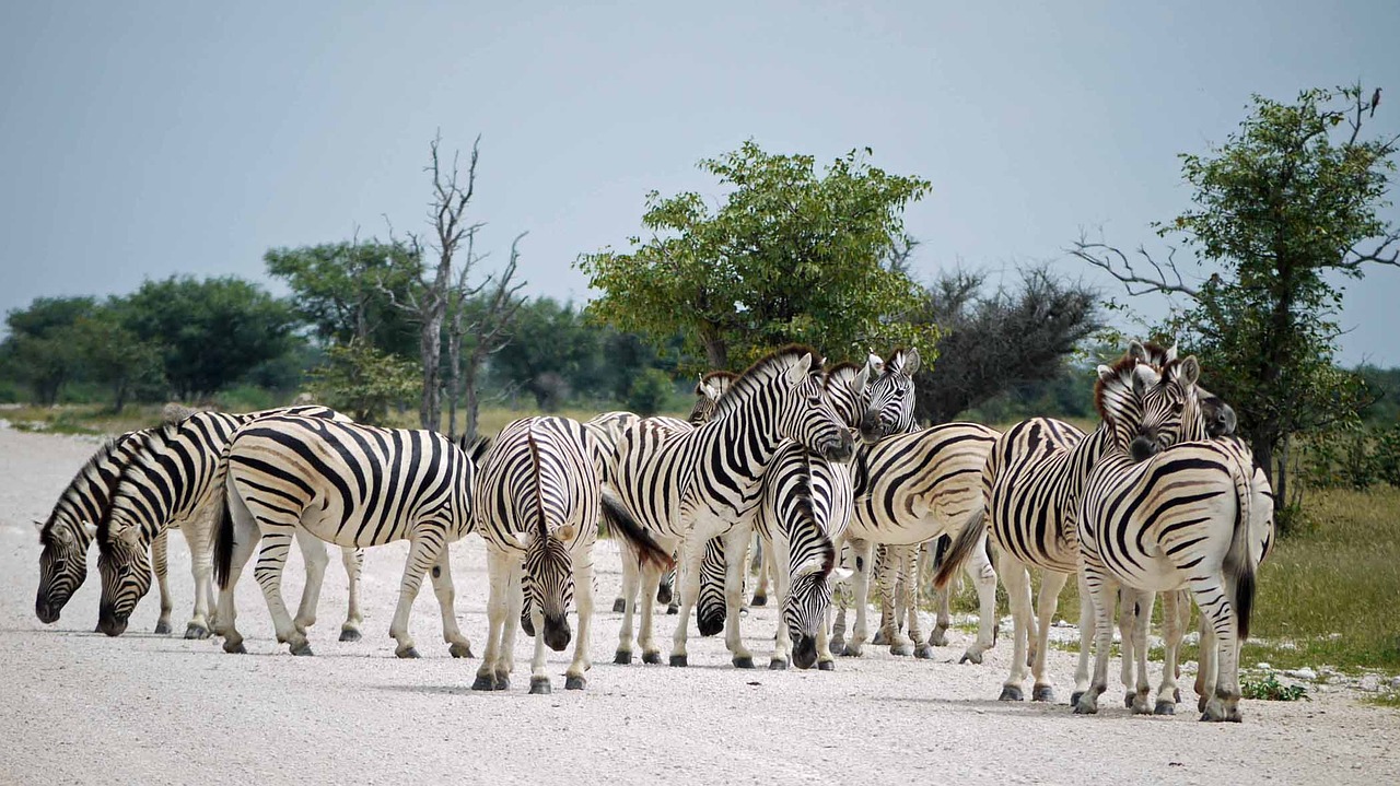 zebras namibia etosha free photo