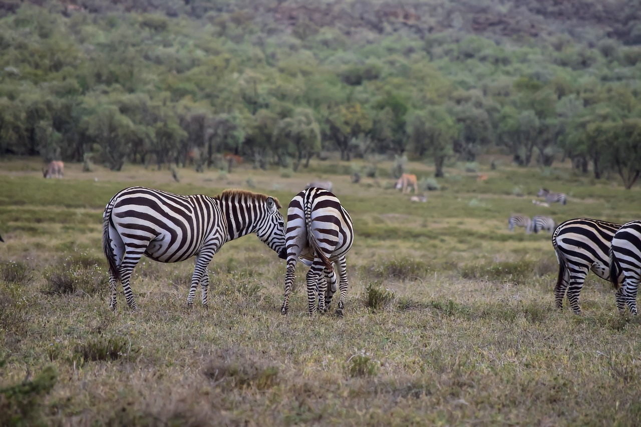 zebras grazing in free photo