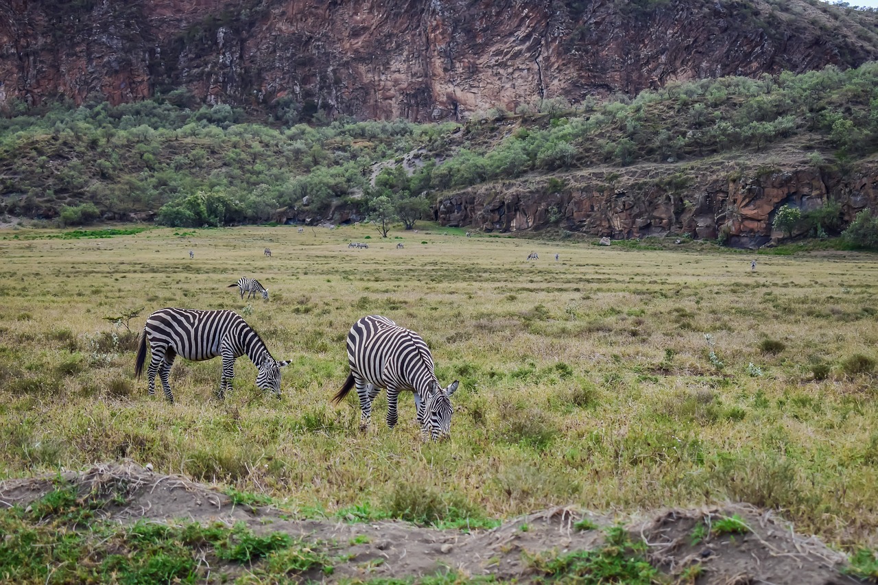 zebras grazing in free photo