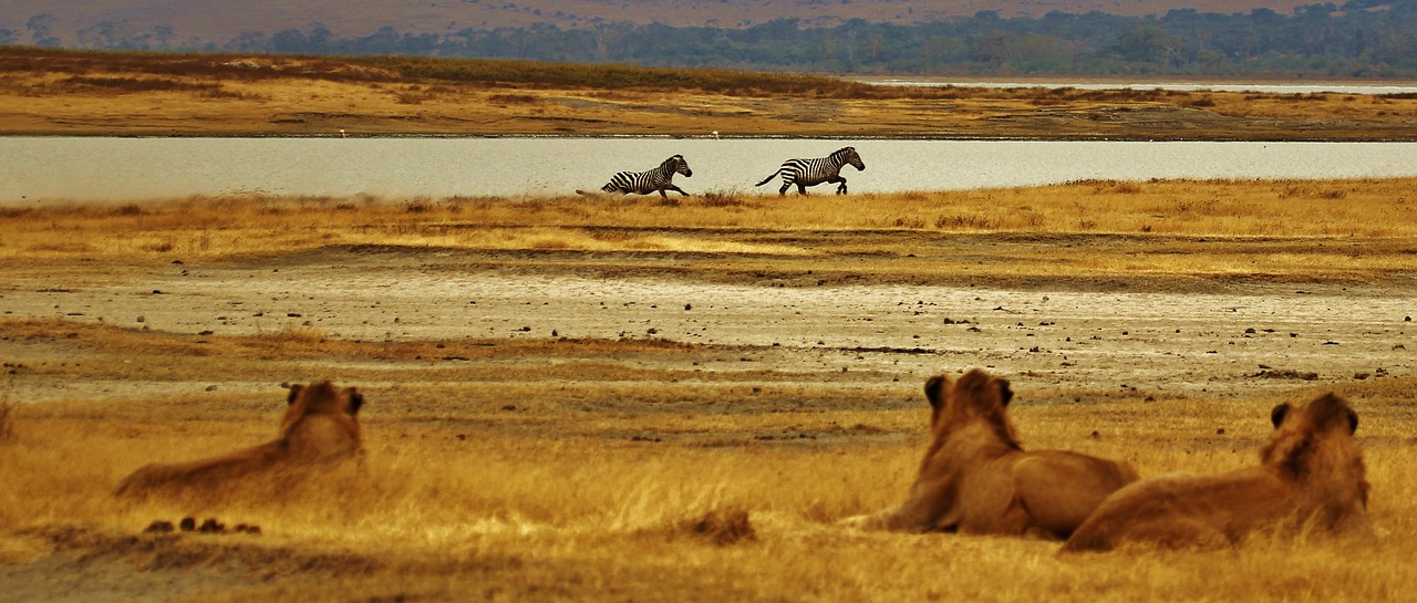 zebras lions serengeti free photo