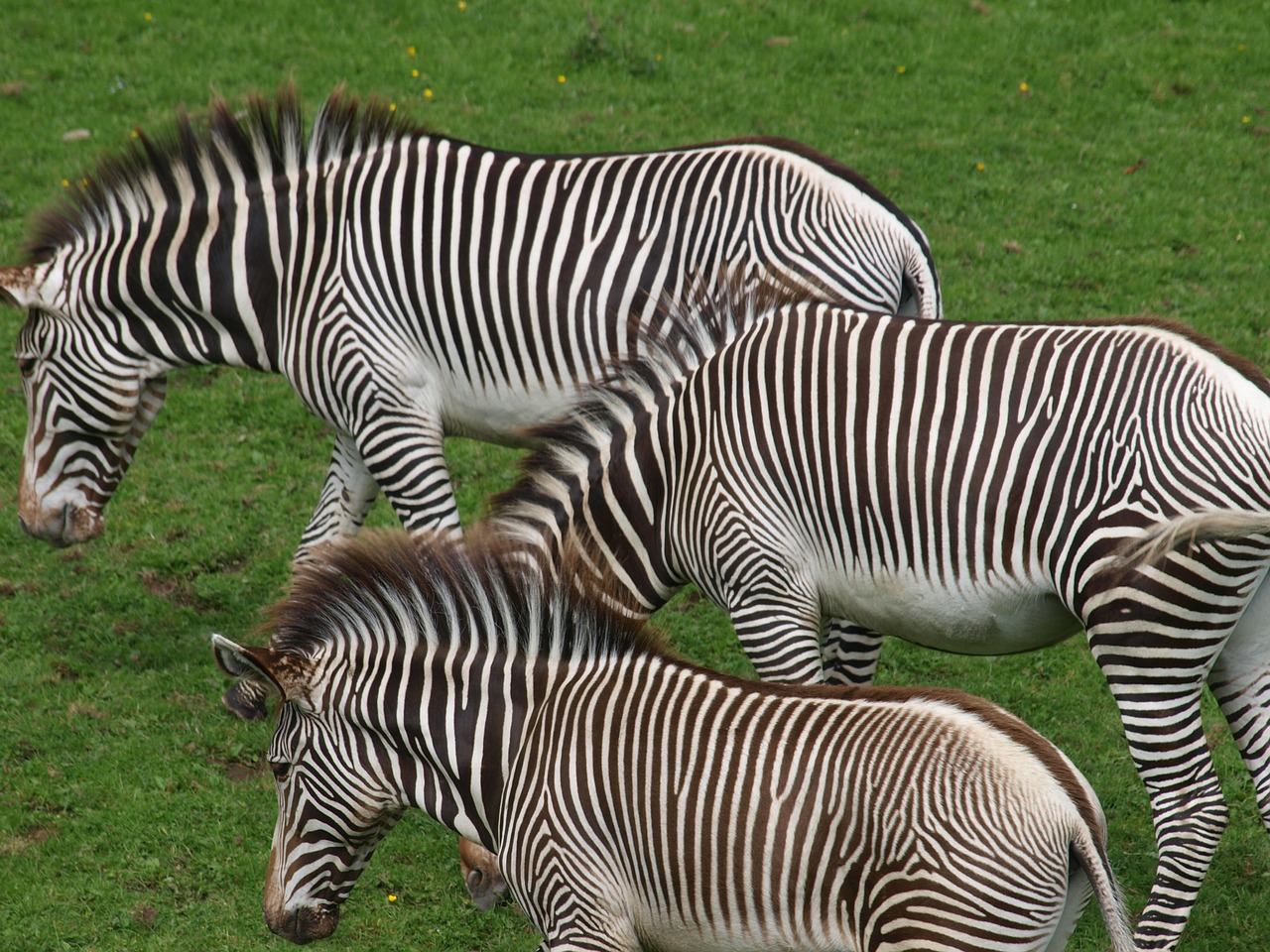 zebras horses animals free photo