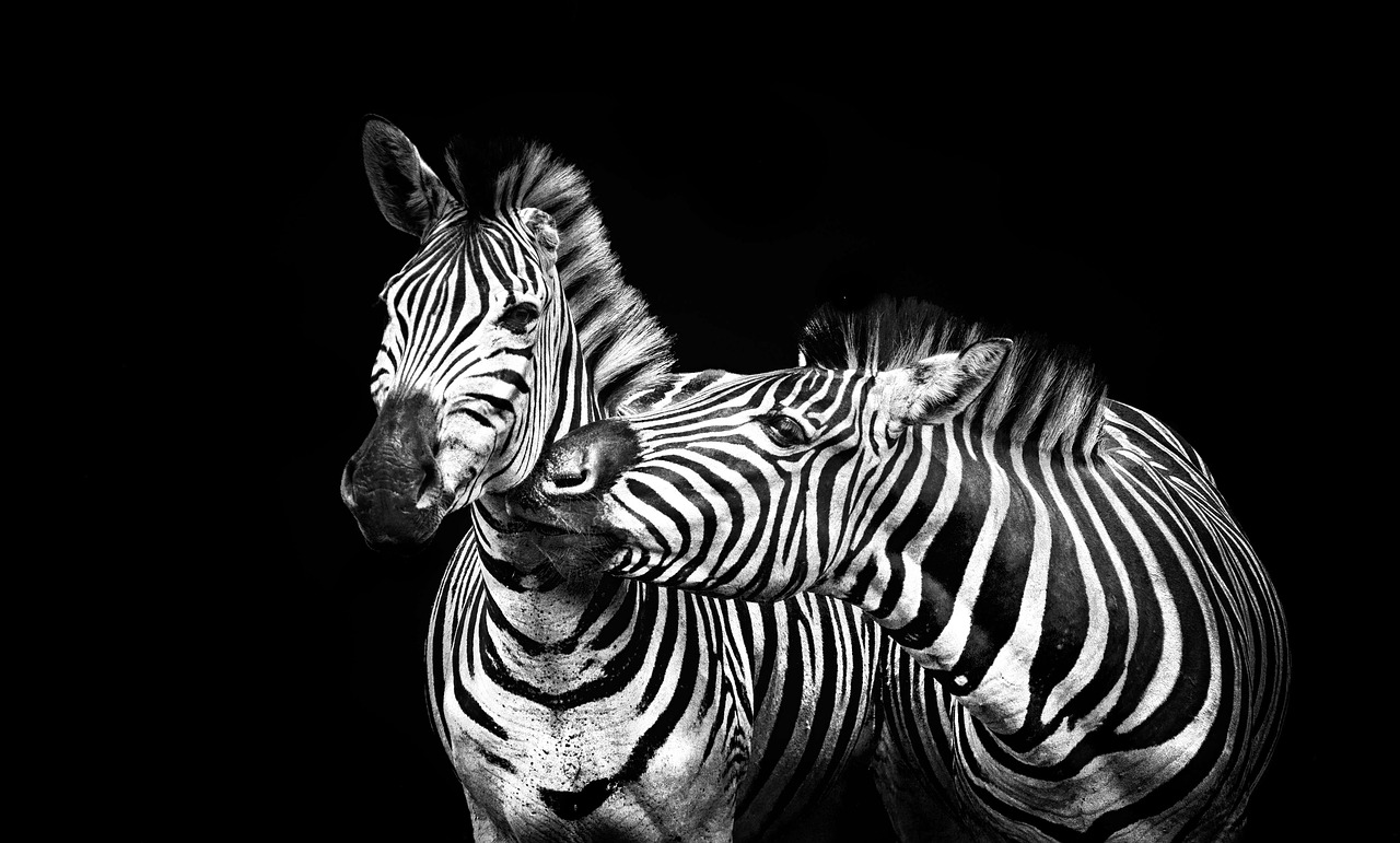 zebras stripes black and white free photo