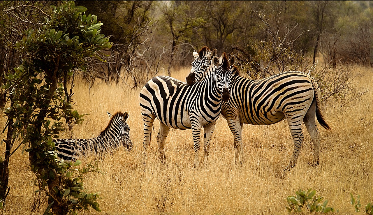 zebras group savanna free photo