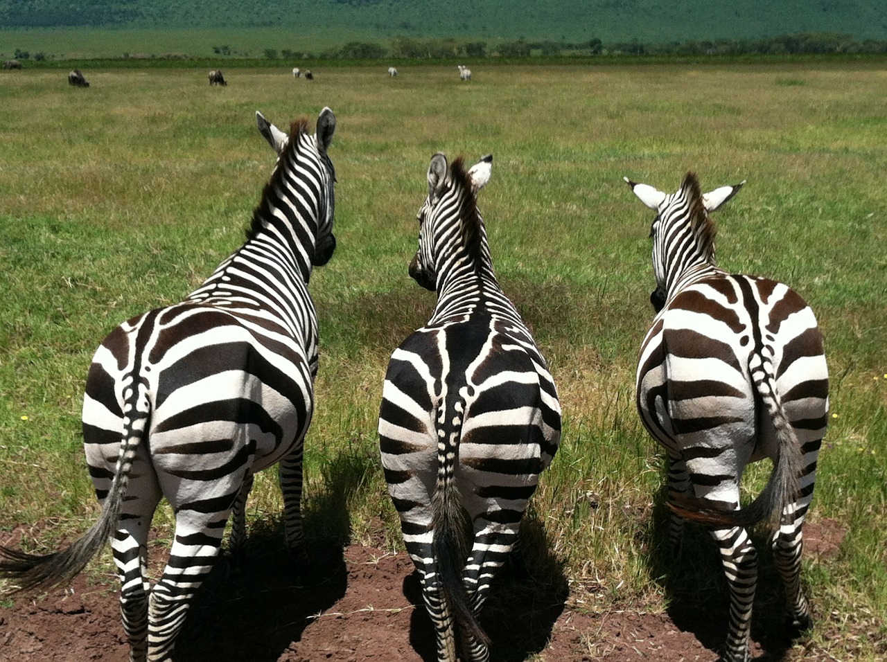 zebras animals wildlife free photo