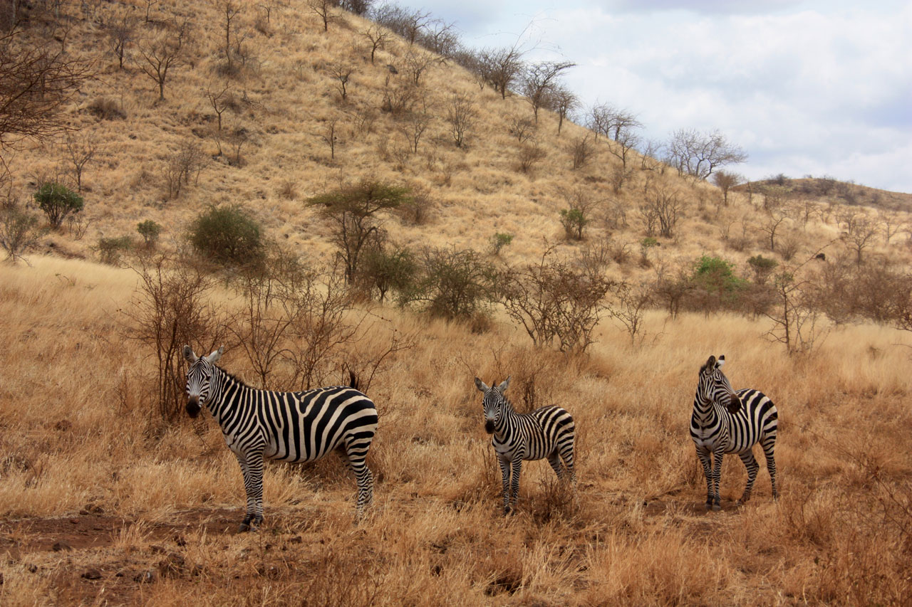 zebra animal family free photo