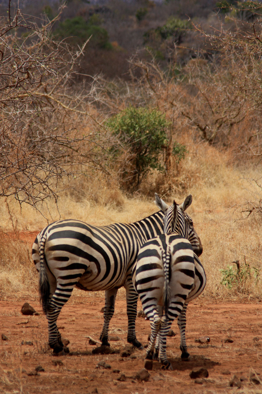 zebra animal family free photo