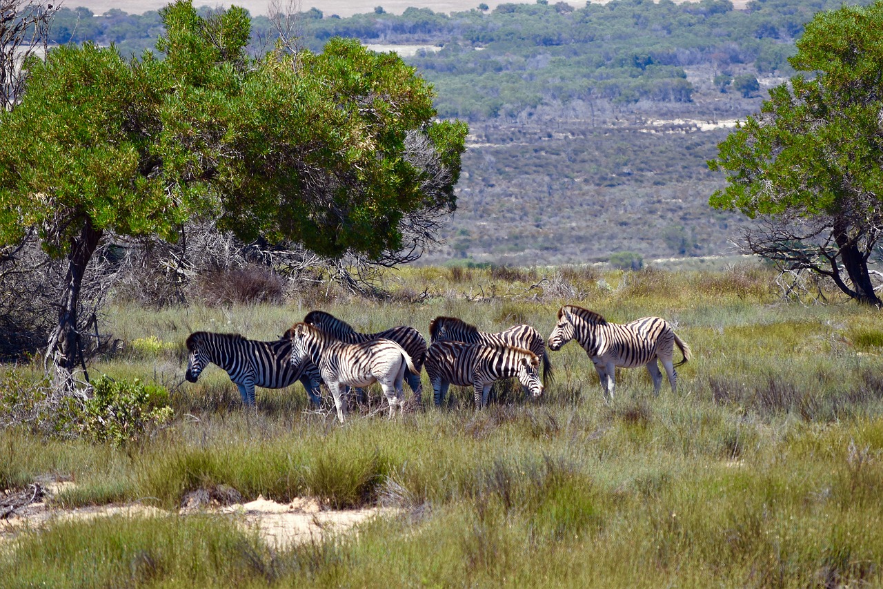 zebras  nature  grass free photo