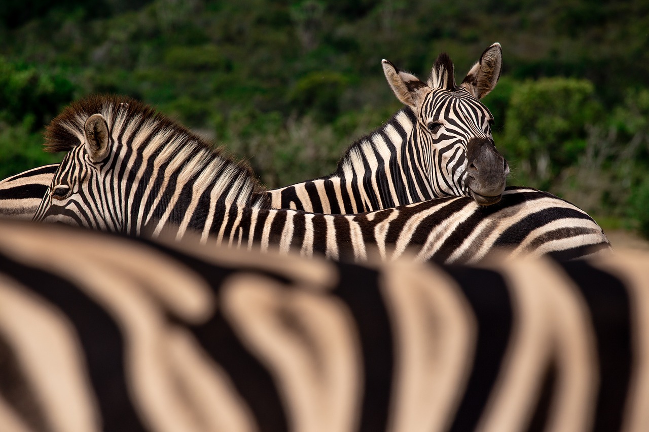 zebras  south africa  animals free photo