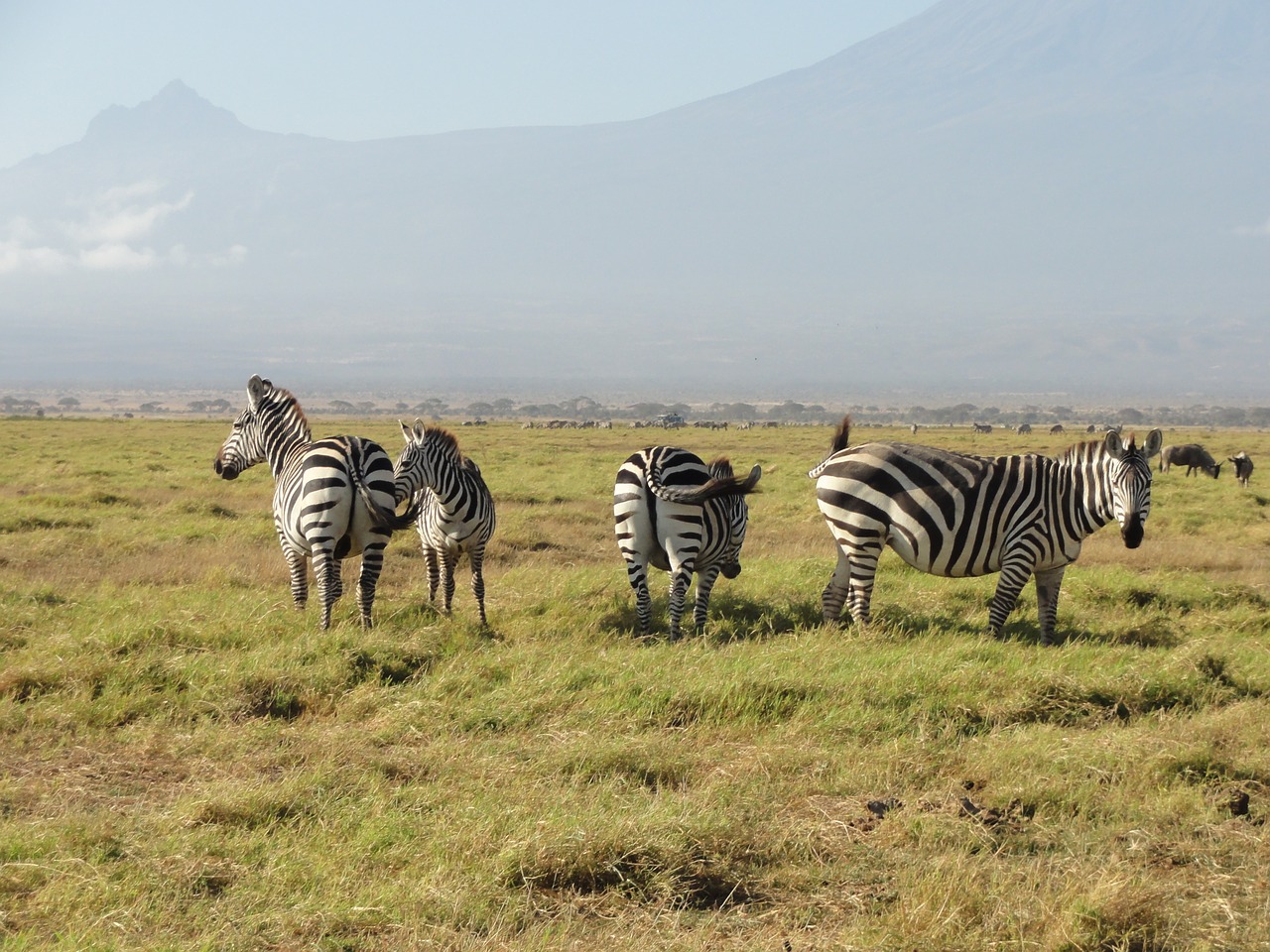 zebras  africa  national park free photo