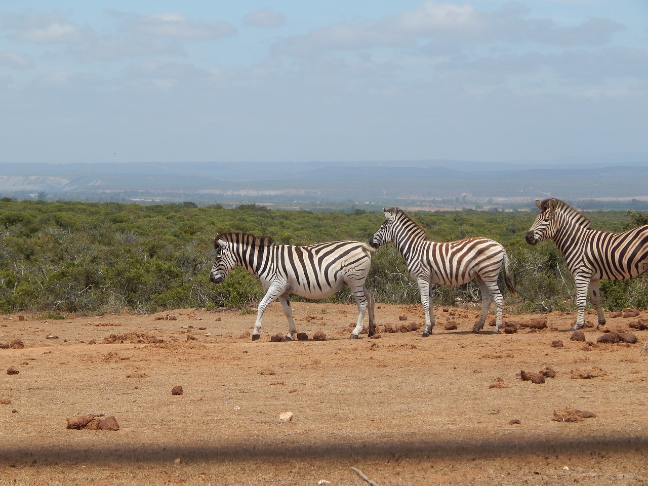 zebras  south africa  addo national park free photo