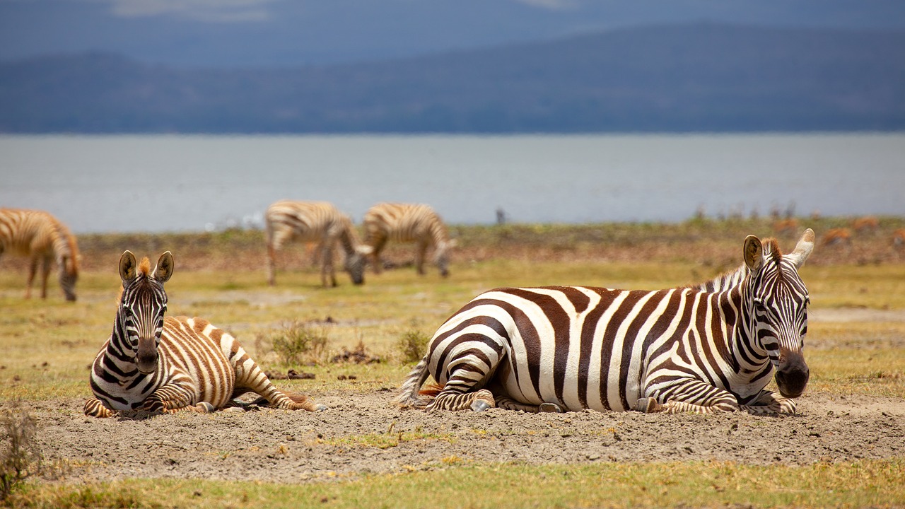 zebras  concerns  water free photo