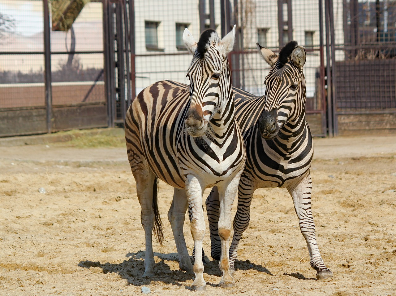 zebras  a pair of  animals free photo