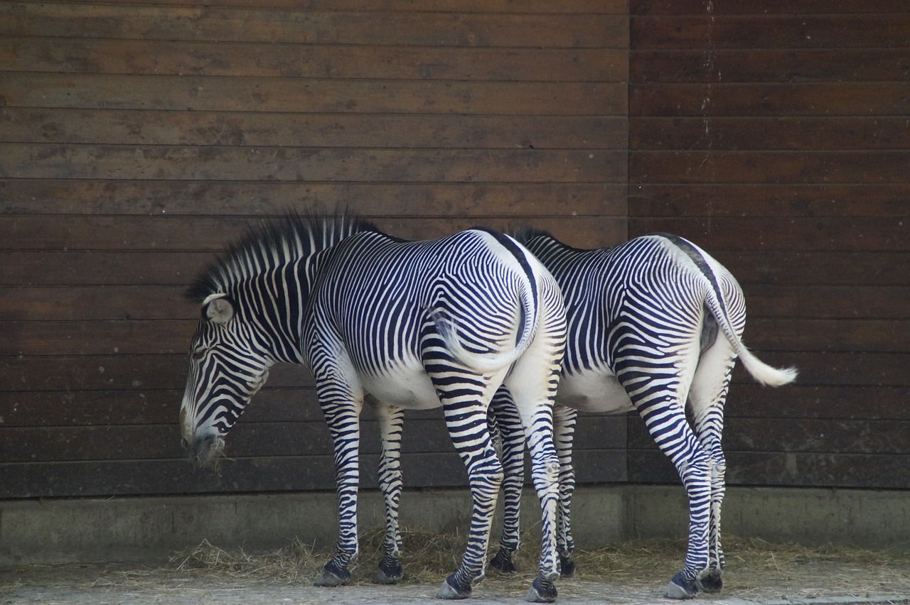 zebras stall hoofed animals free photo